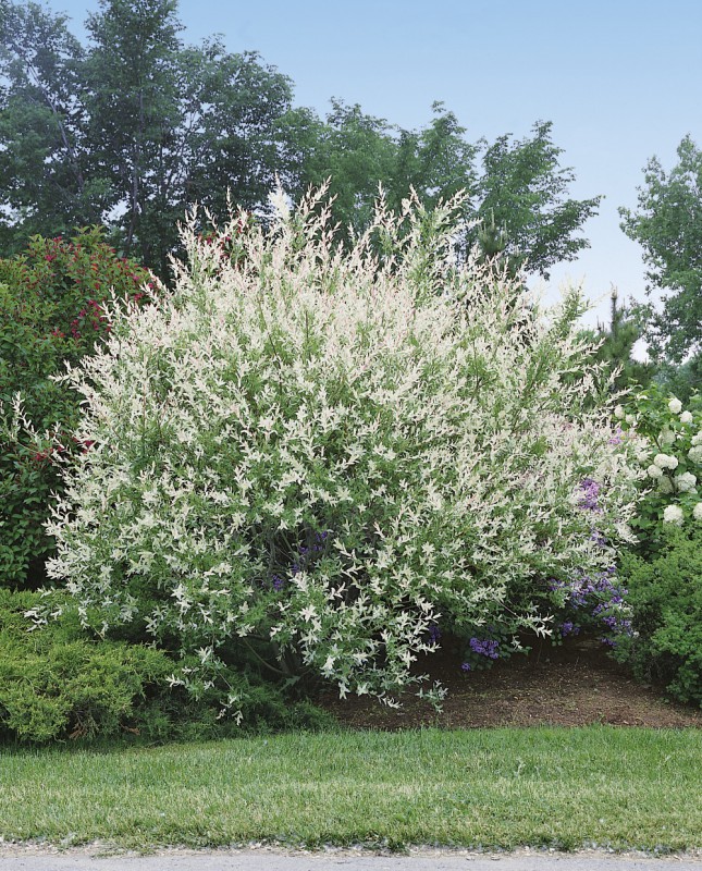 Home Baumschulinfo Baumschulen und Staudengärtner Österreich