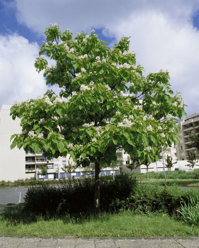 Baum Mit Sehr Großen Blättern Und Schoten