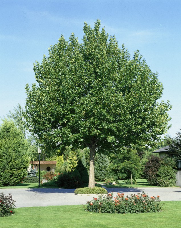 Baum Silbergraue Blätter