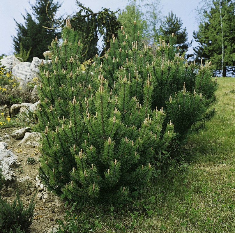 Home Baumschulinfo Baumschulen und Staudengärtner Österreich Hohe