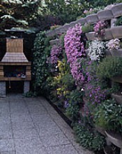 Alpenpflanzenblüten
