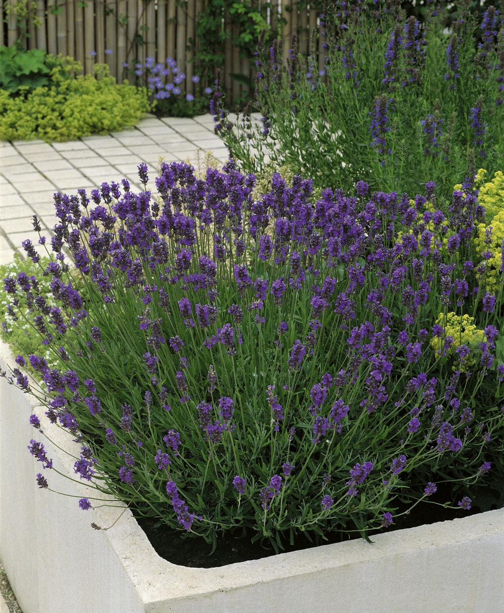 Foto: Lavendel