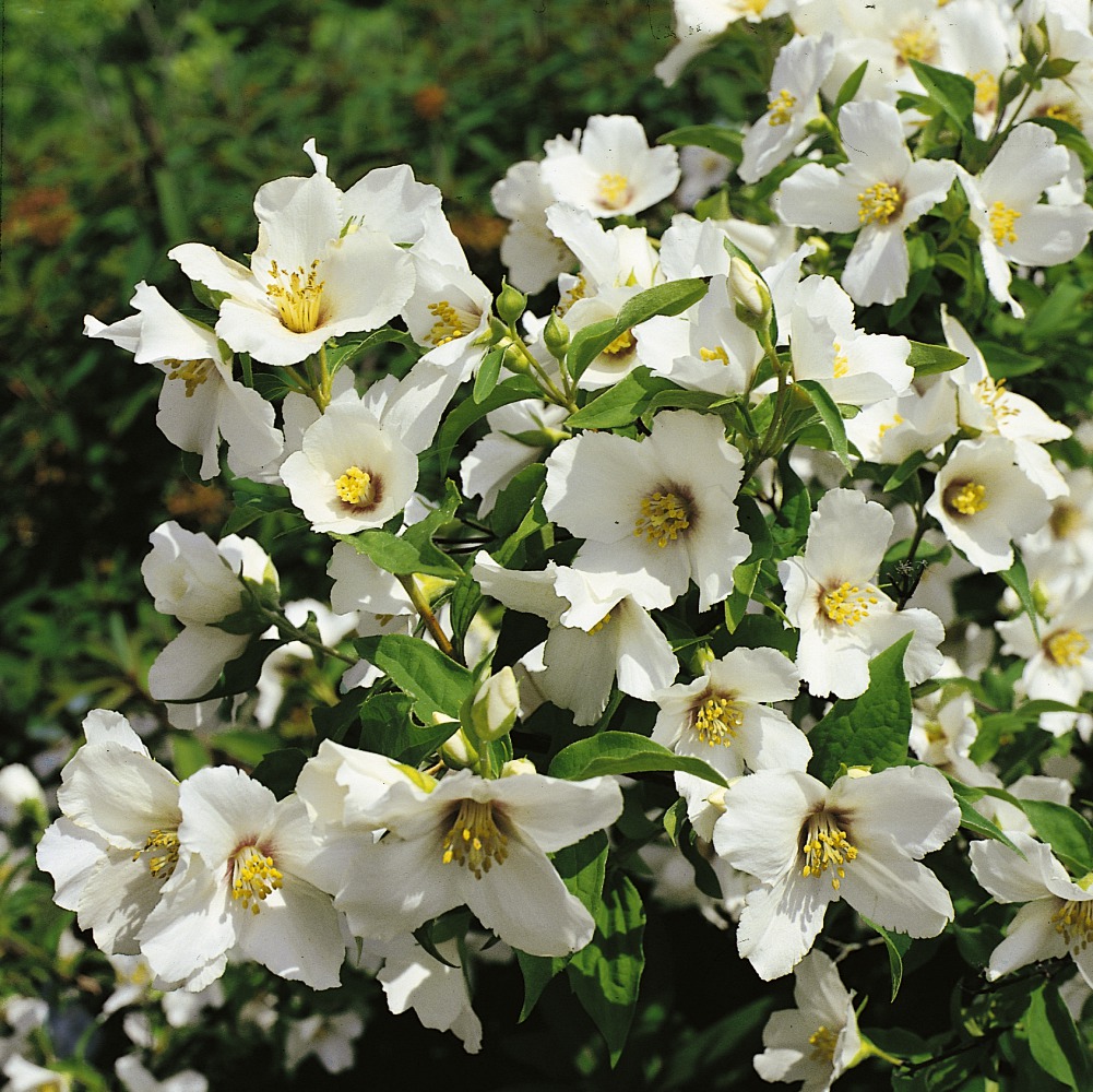 Foto: Erdbeerduftender Jasmin