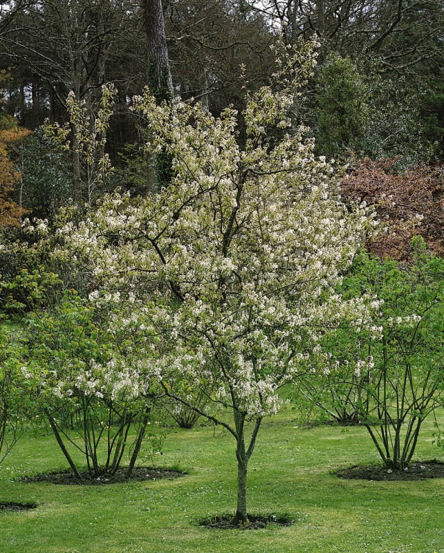 Baum Hochstamm