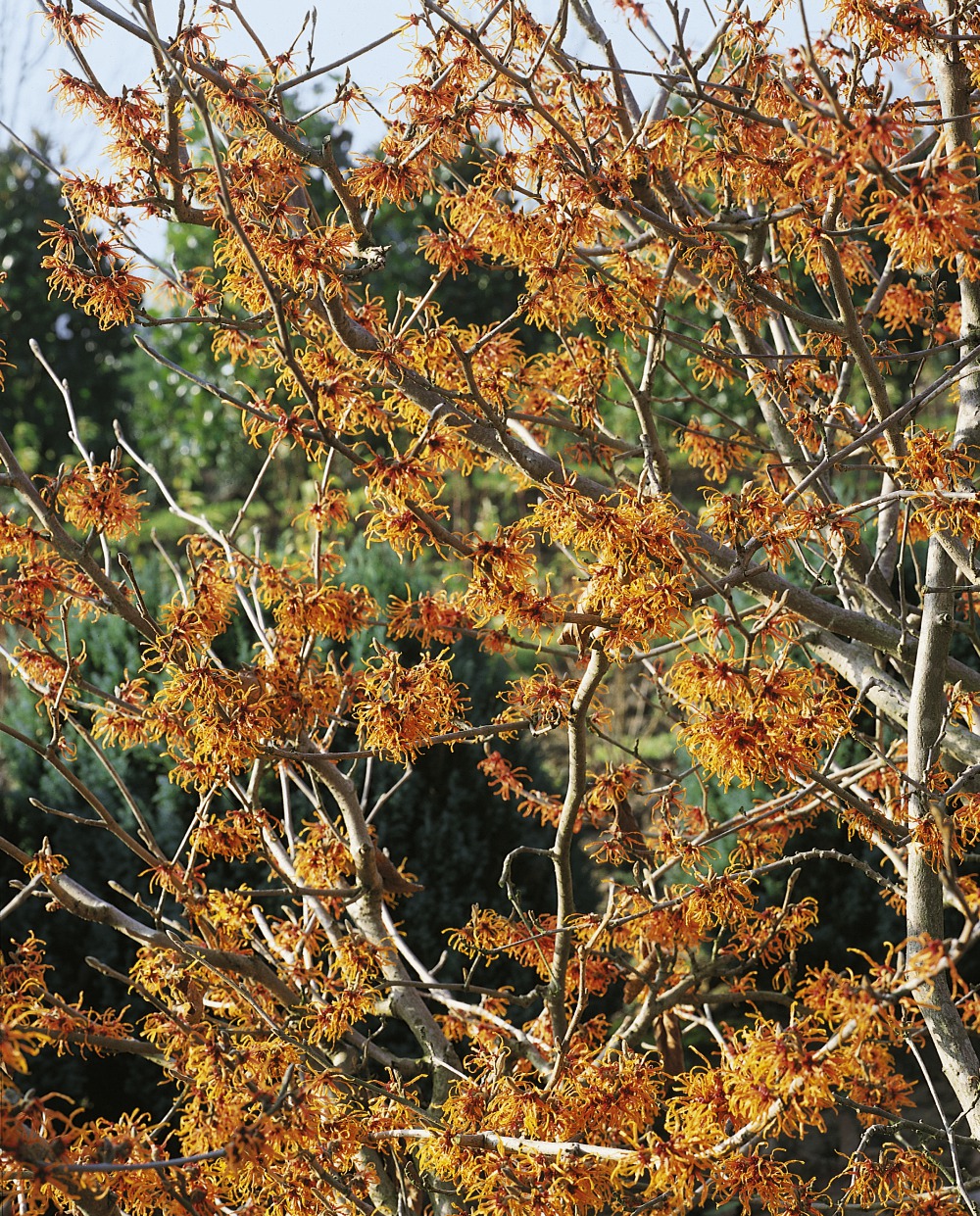 Orangerote Zaubernuss / Hamamelis interm. Foto: Orangerote Zaubernuss