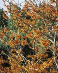 Foto: Orangerote Zaubernuss
