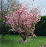 Foto: Frühlings-Blütenkirsche