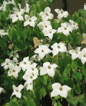 Foto: Japanischer Blumenhartriegel
