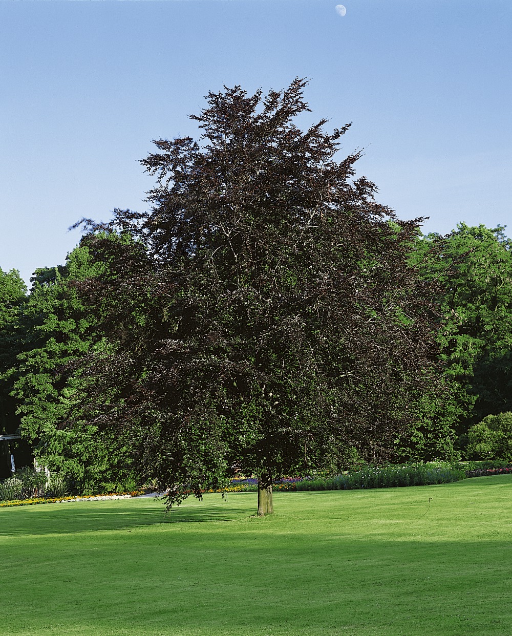 Edelblutbuche / Fagus sylvatica Foto: Edelblutbuche
