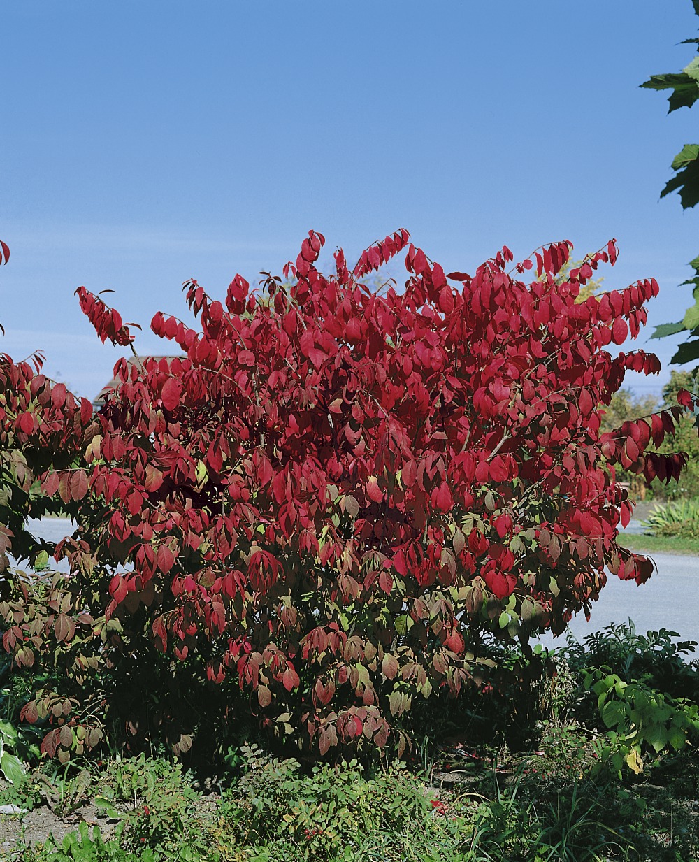 Zwerg-Korkflügelstrauch / Euonymus alatus Foto: Zwerg-Korkflügelstrauch