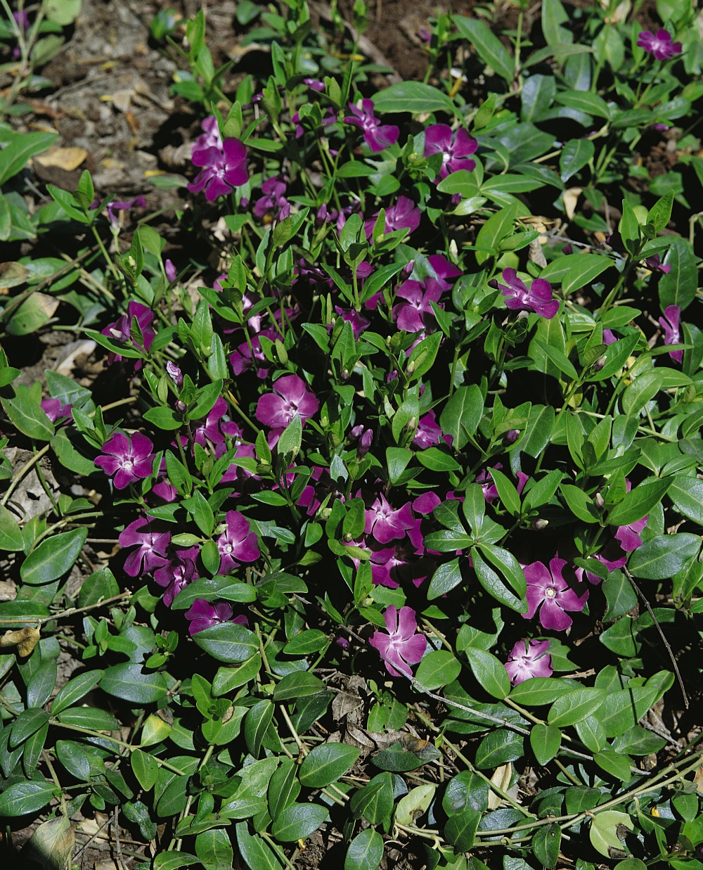 Foto: Violettes Immergrün