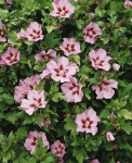 Foto: Hibiscus rosa