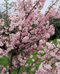 Foto: Frühlings-Blütenkirsche