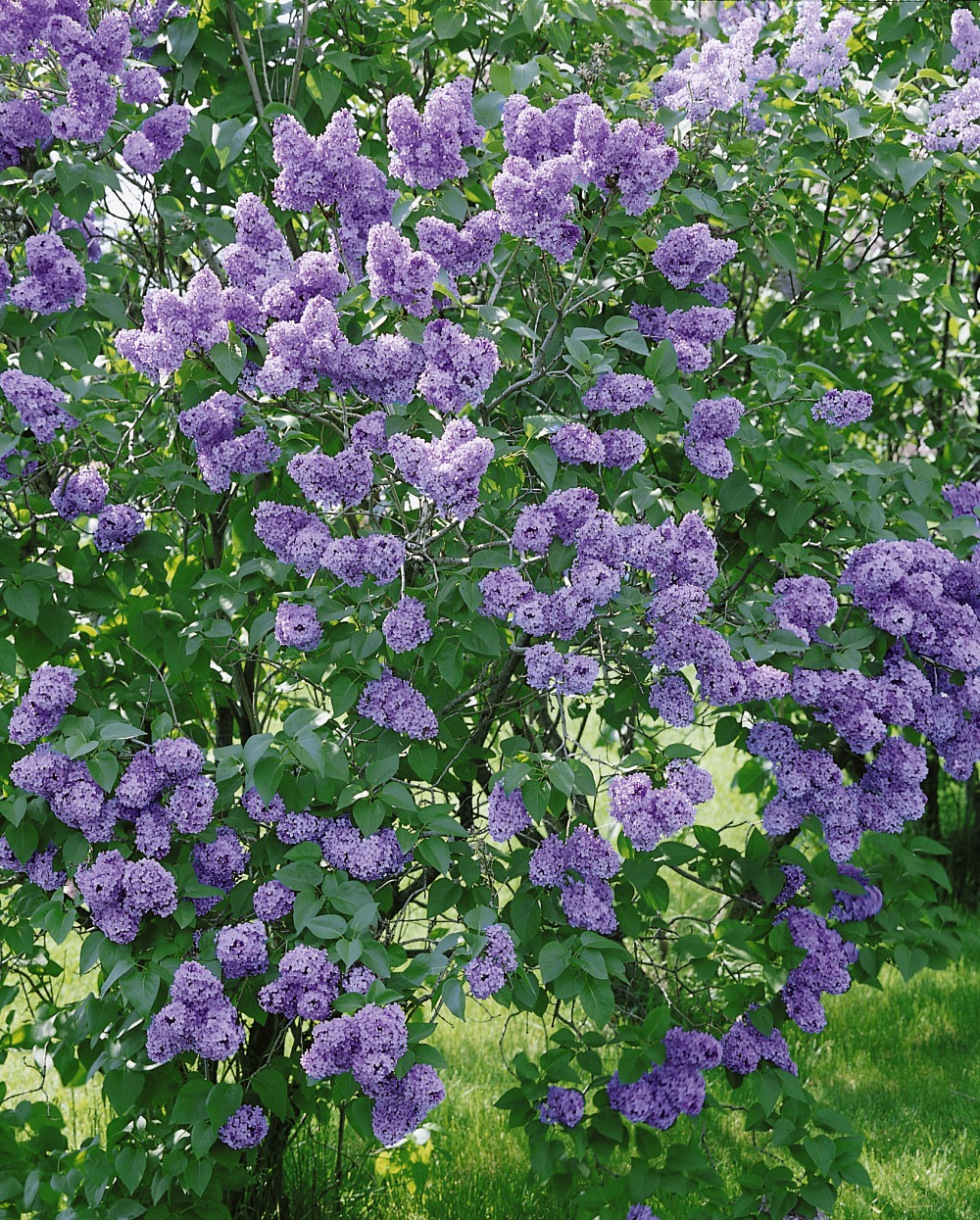 Gewöhnlicher Flieder / Syringa vulgaris Foto: Gewöhnlicher Flieder