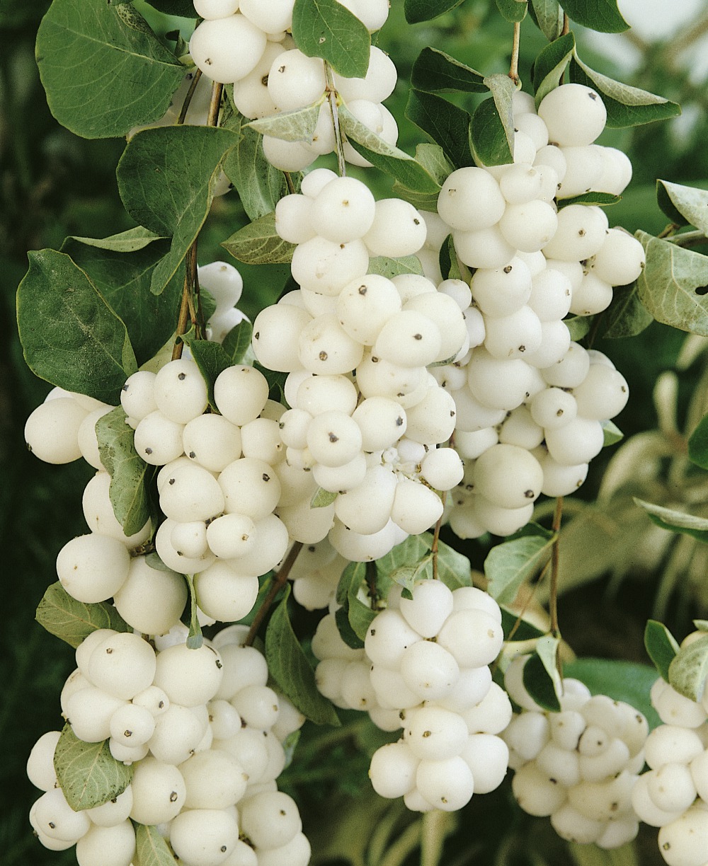 Schneebeere / Symphoricarpos ‘White Hedge’ Foto: Schneebeere