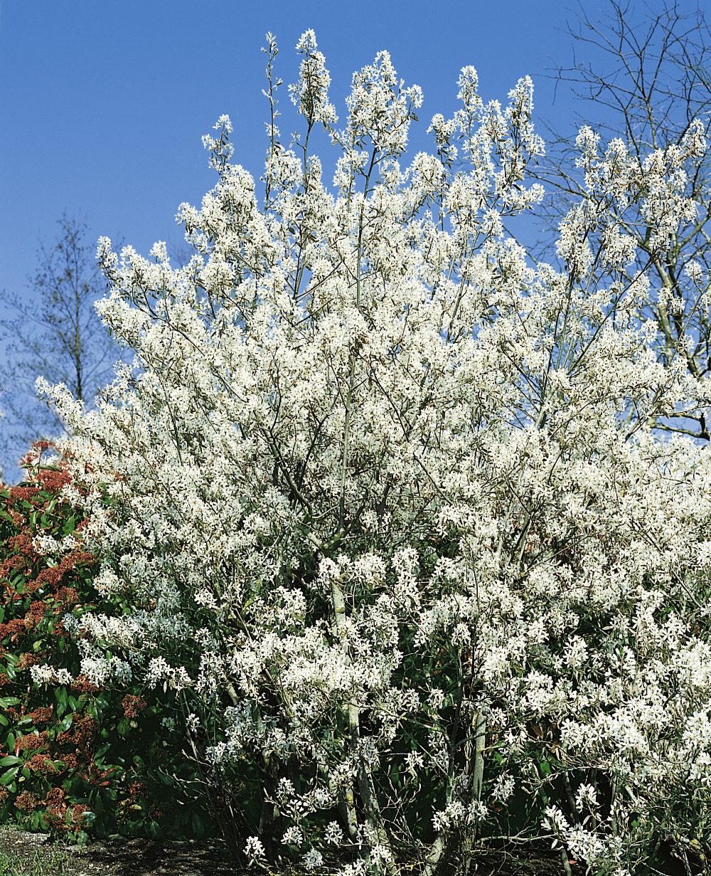 Edel-Felsenbirne / Amelanchier laevis Foto: Edel-Felsenbirne
