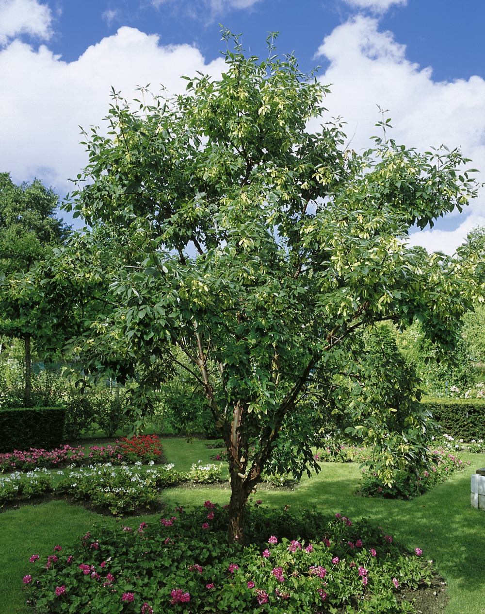 Zimtahorn / Acer griseum Foto: Zimtahorn
