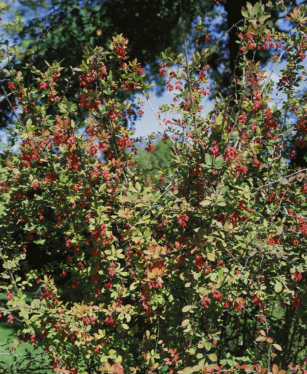 Sauerdorn / Berberis vulgaris Foto: Sauerdorn