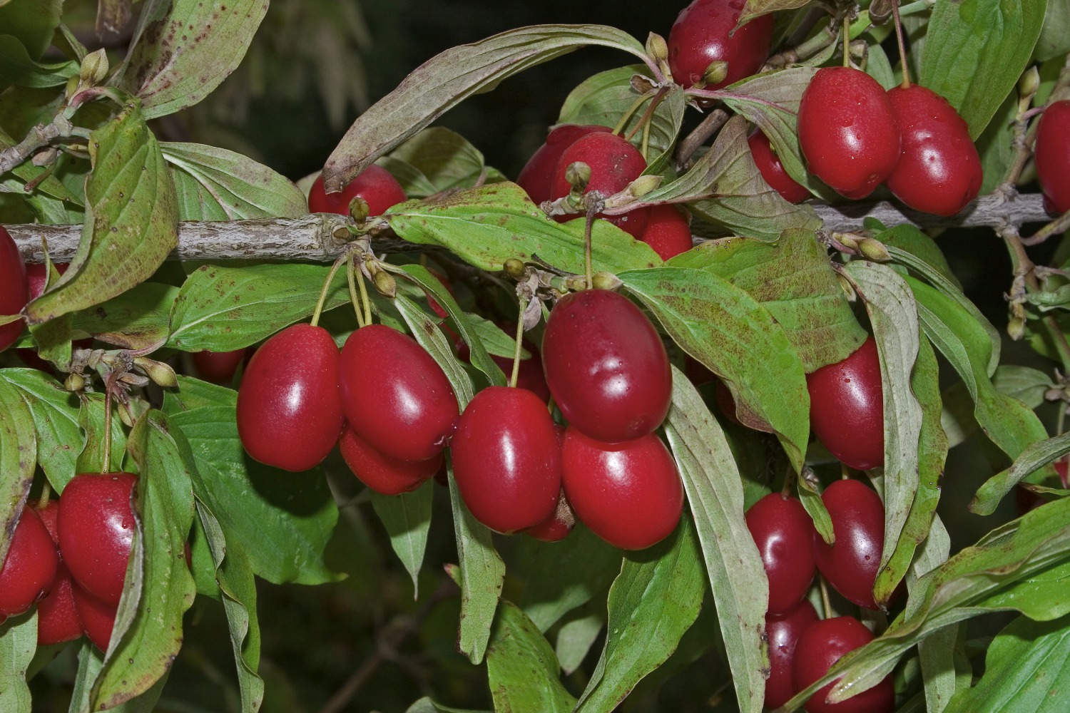 Foto: Frucht-Kornelkirsche