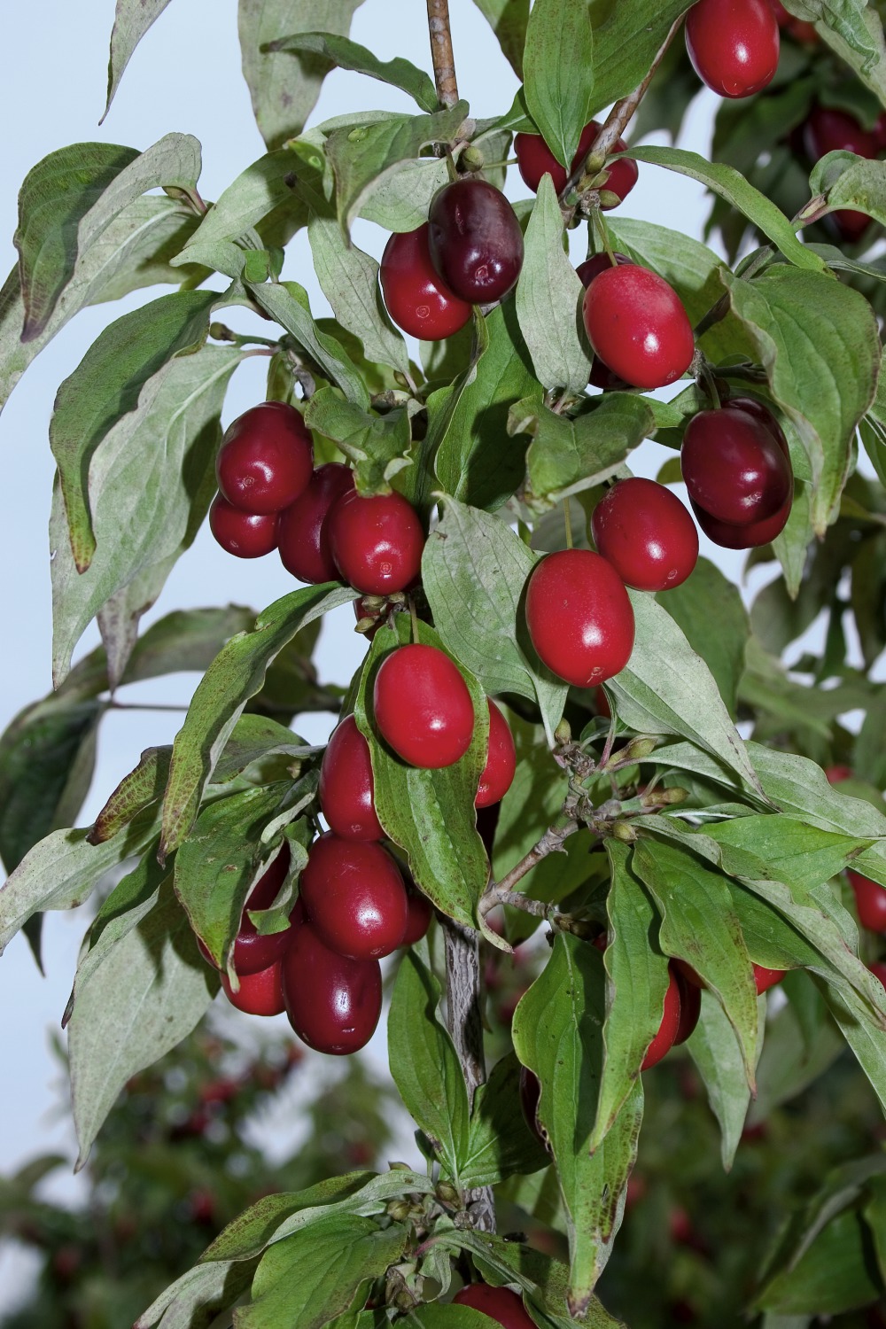 Foto: Frucht-Kornelkirsche