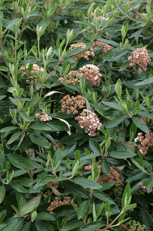 Viburnum PRAGENSE robuster immergrüner Schneeball