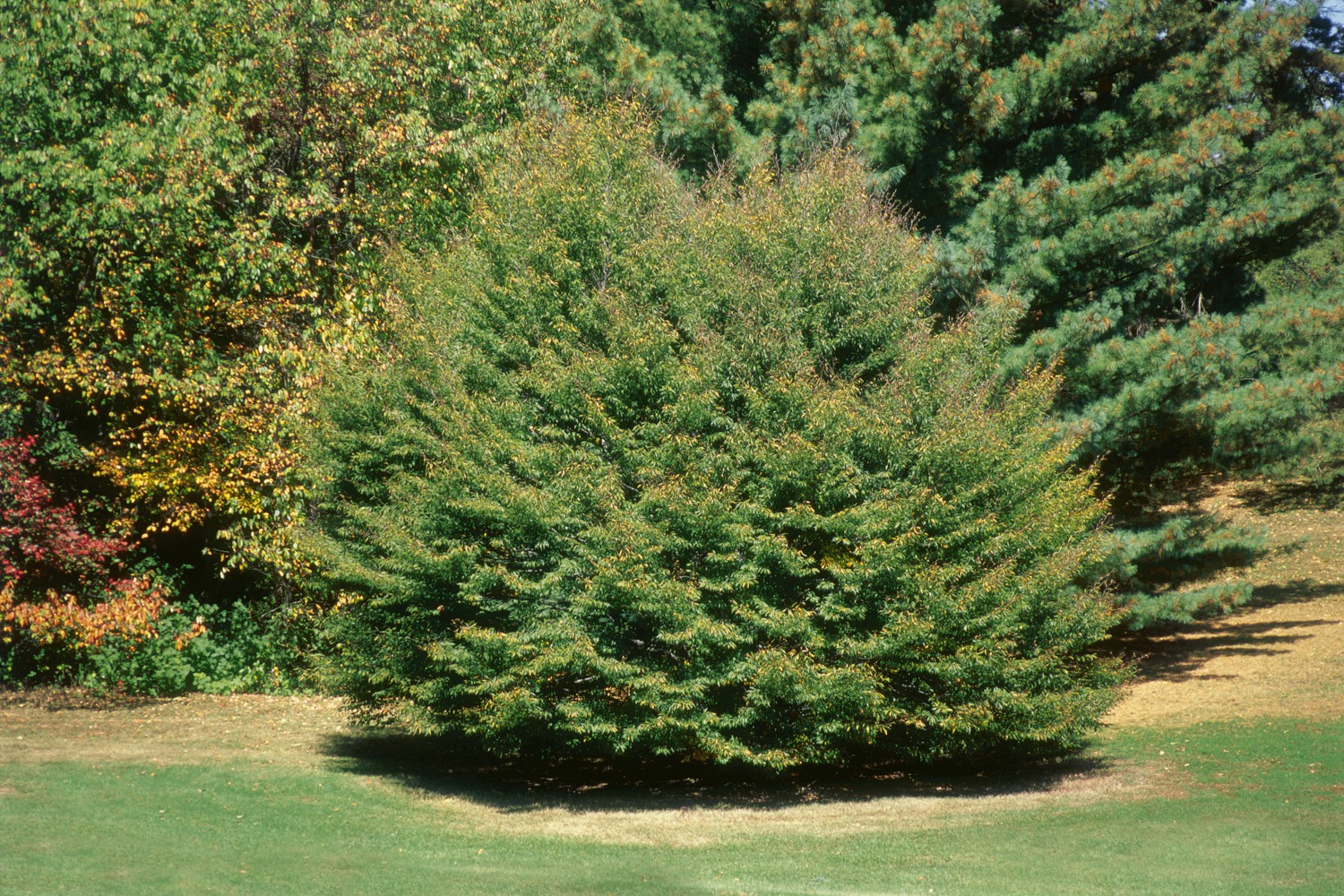 Geschlitztblättrige Buche / Fagus sylvatica Foto: Geschlitztblättrige Buche