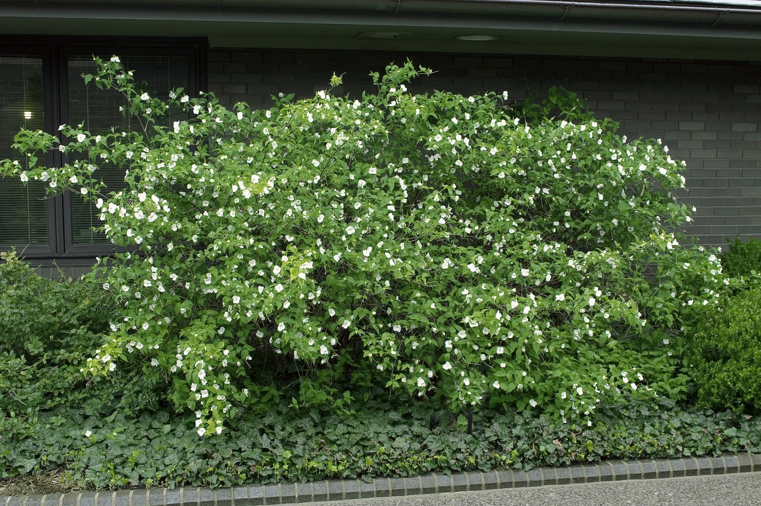 Scheinkerrie / Rhodotypos scandens Foto: Scheinkerrie