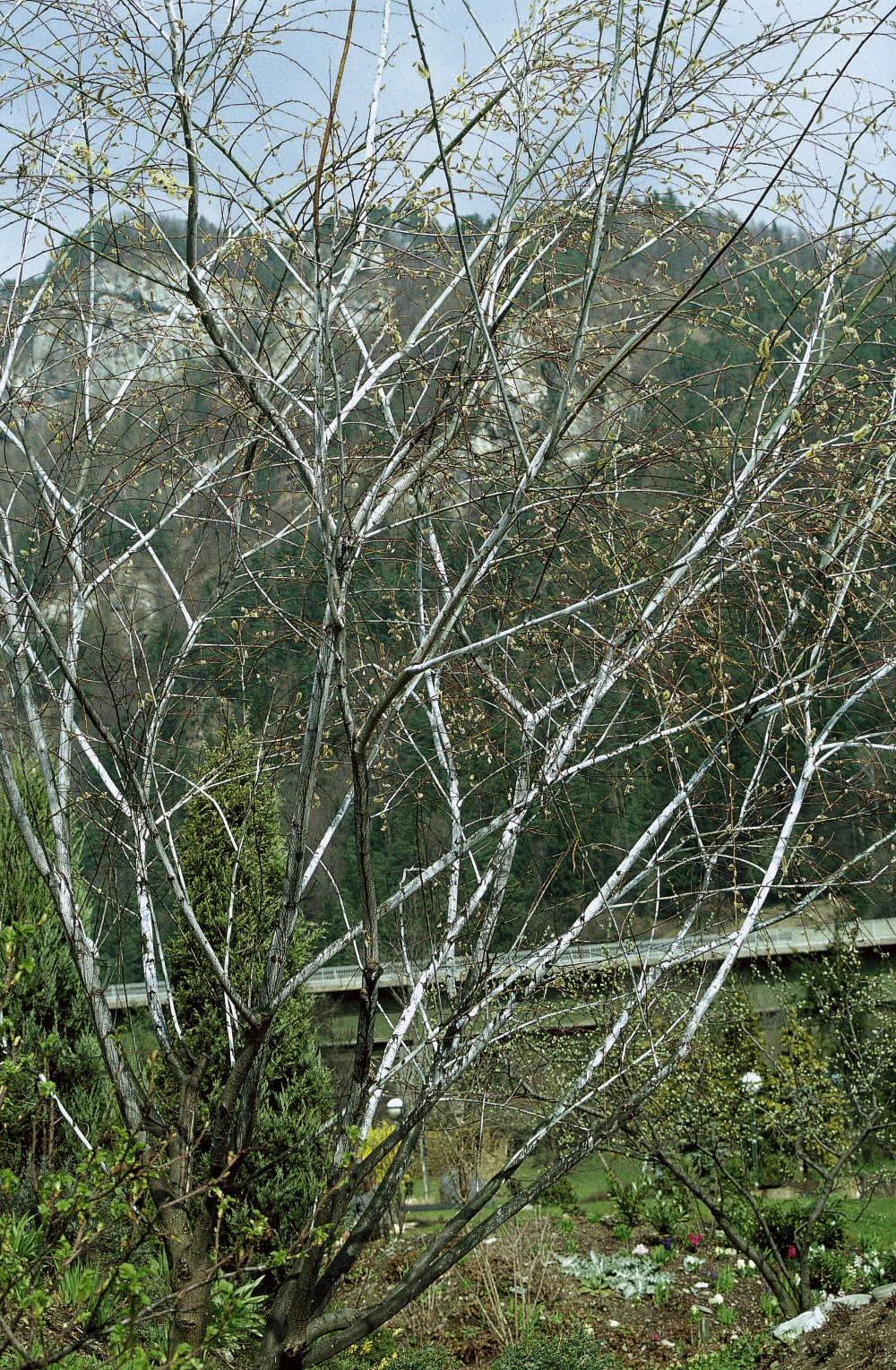 Foto: Reifweide