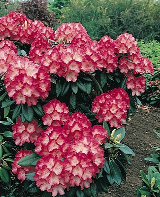 Foto: Rhododendron