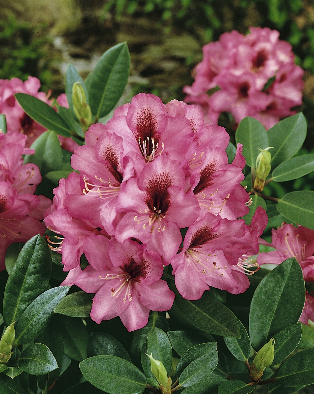 Foto: Rhododendron