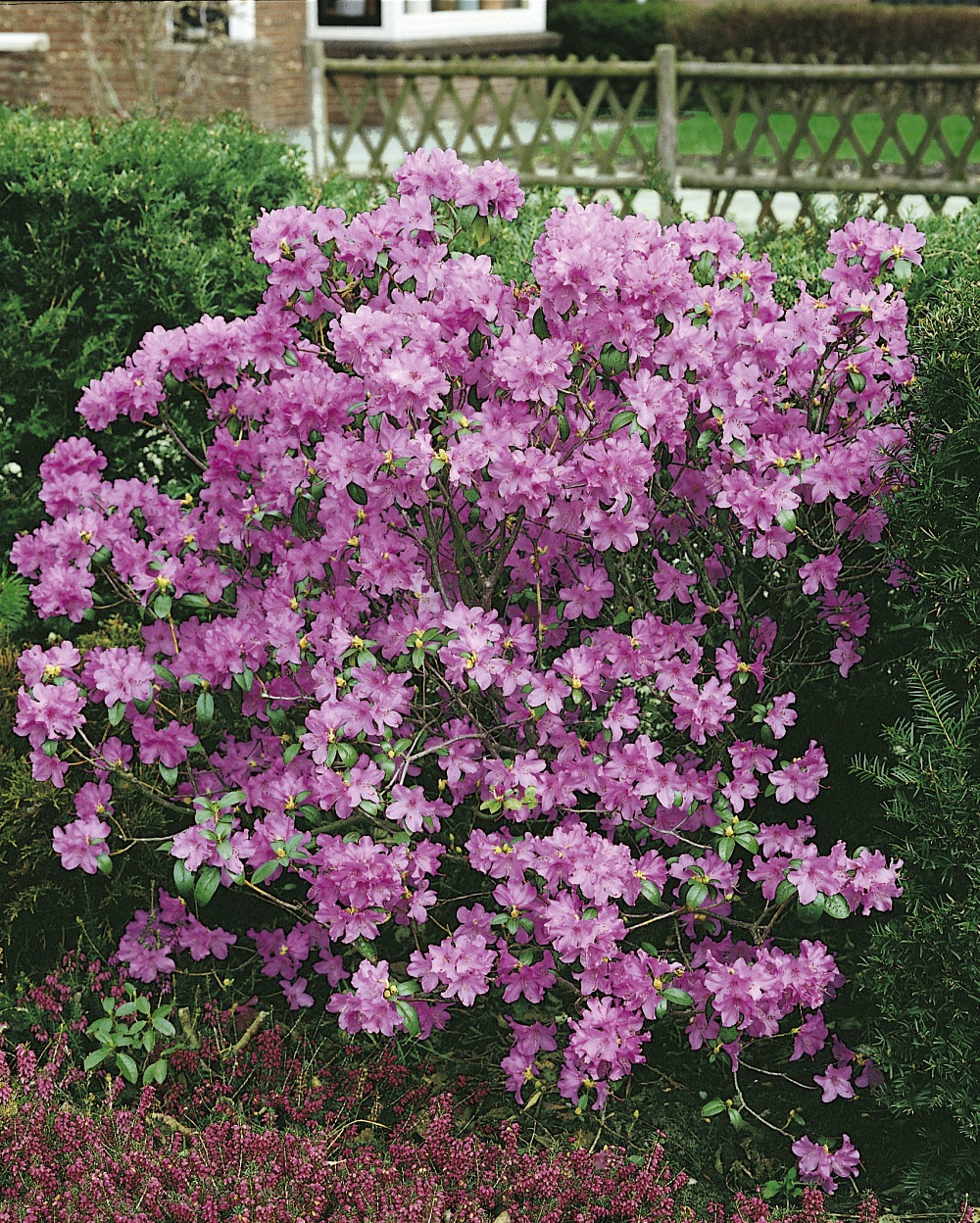 Foto: Vorfrühlings-Rhododendron