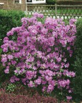 Foto: Vorfrühlings-Rhododendron