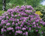 Foto: Rhododendron 