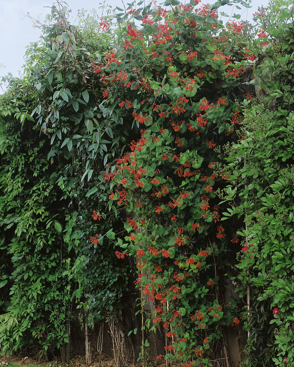 Foto: Rotes Geißblatt