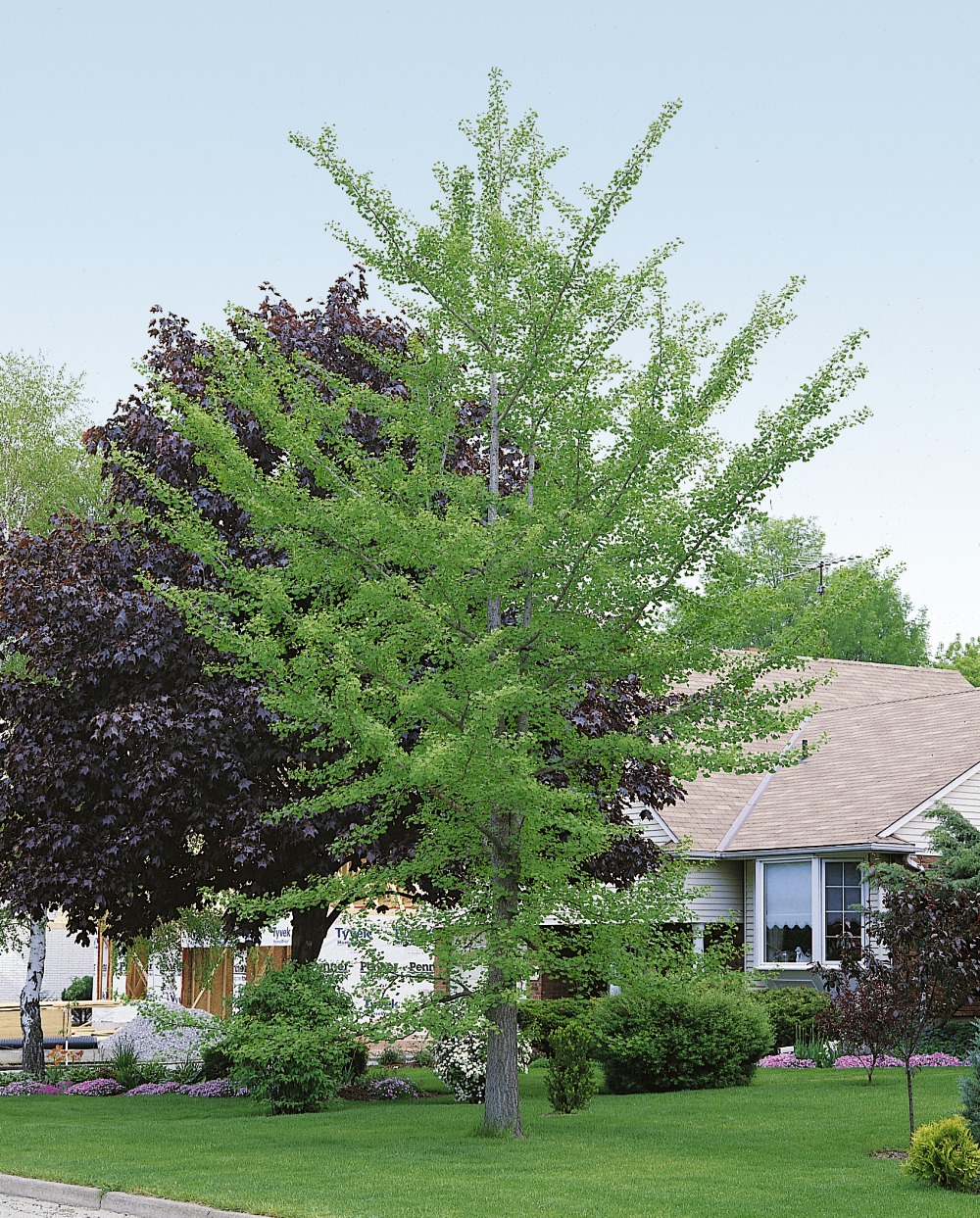 Foto: Fächerblattbaum