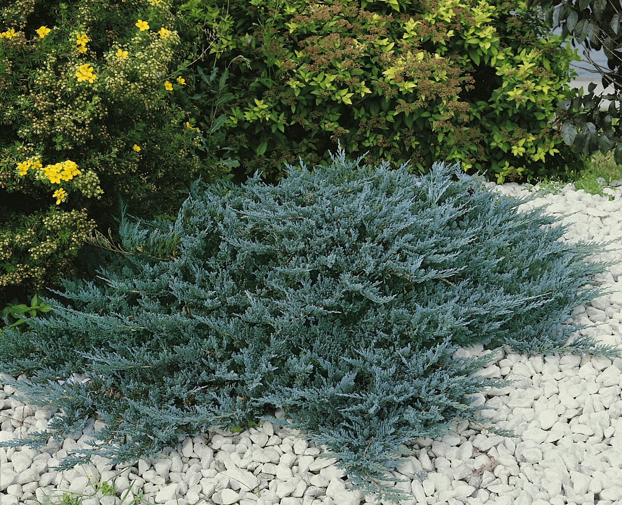 Foto: Niederer blauer Kriechwacholder