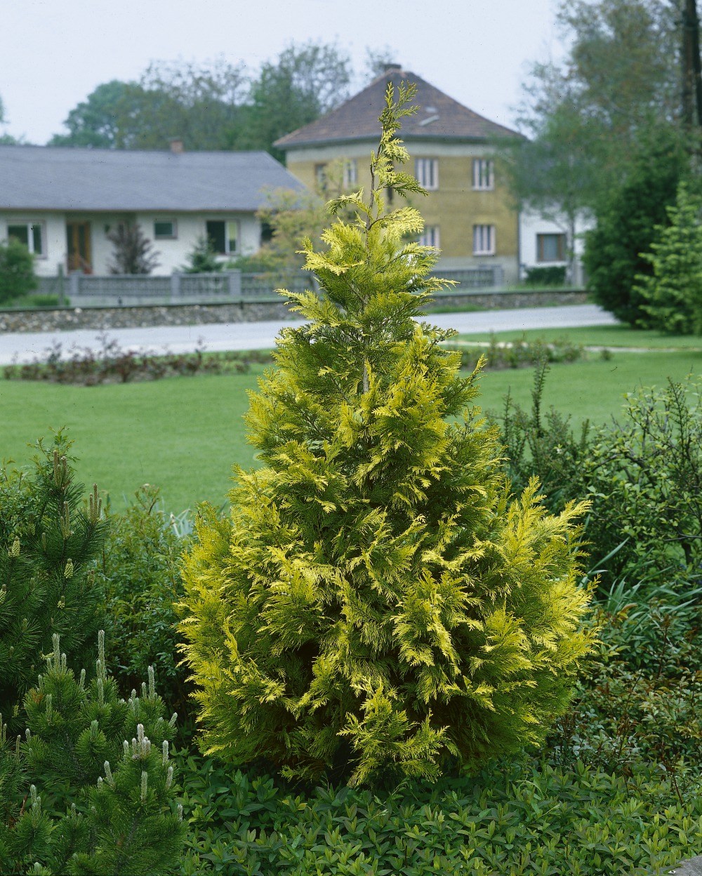 Foto: Gelbe Gartenzypresse