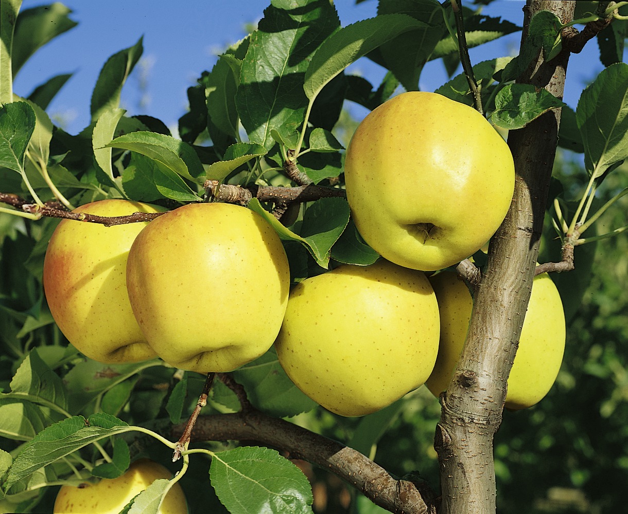 Foto: Winterapfel Golden Delicious