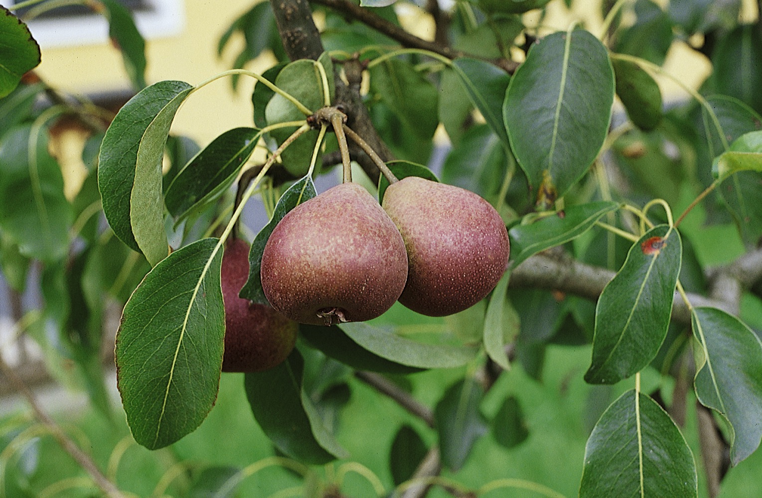 Foto: Sommerbirne Salzburger Birne