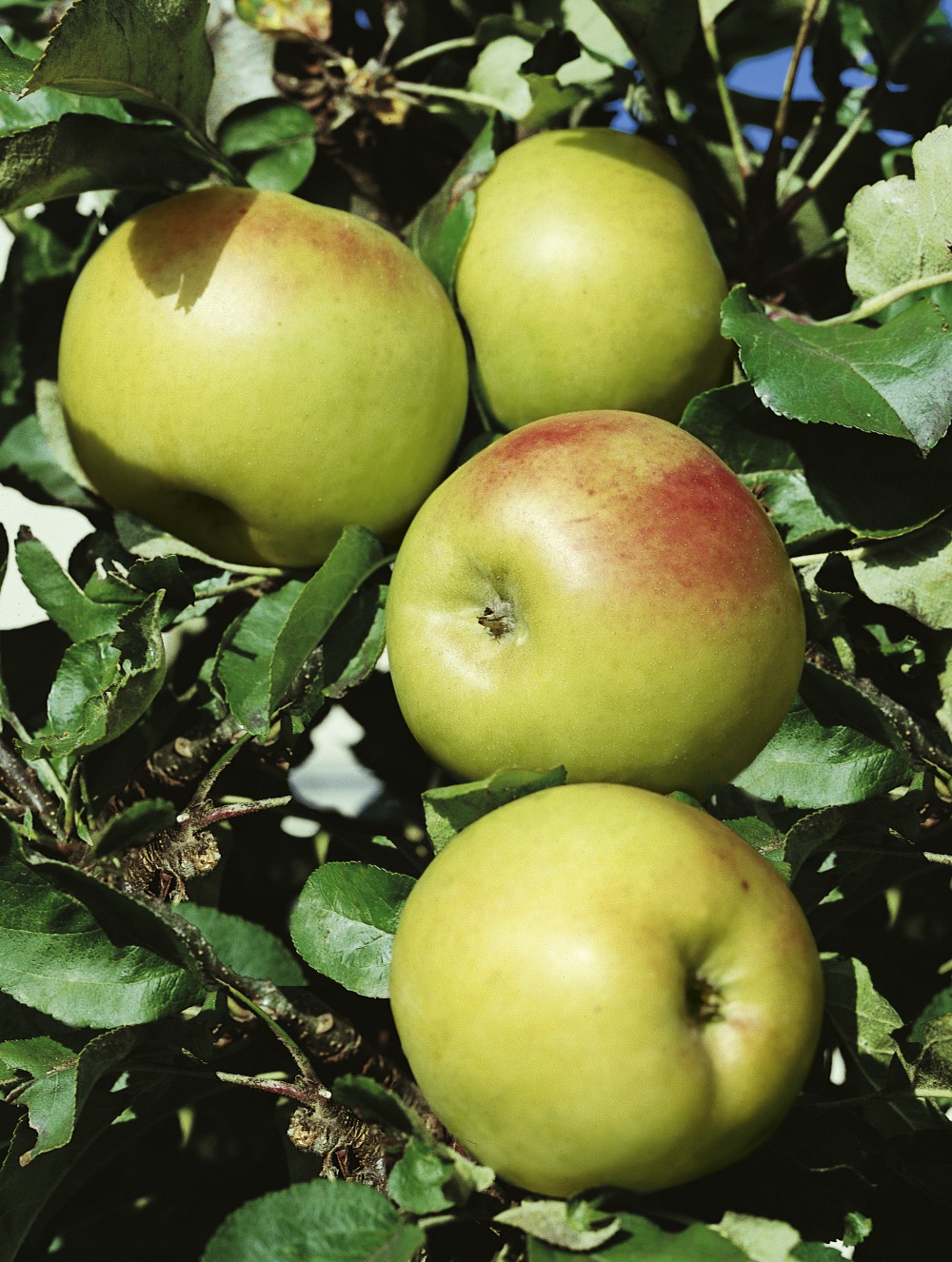 Säulenapfel Ballerina Waltz® / Malus domestica Foto: Säulenapfel Ballerina Waltz®