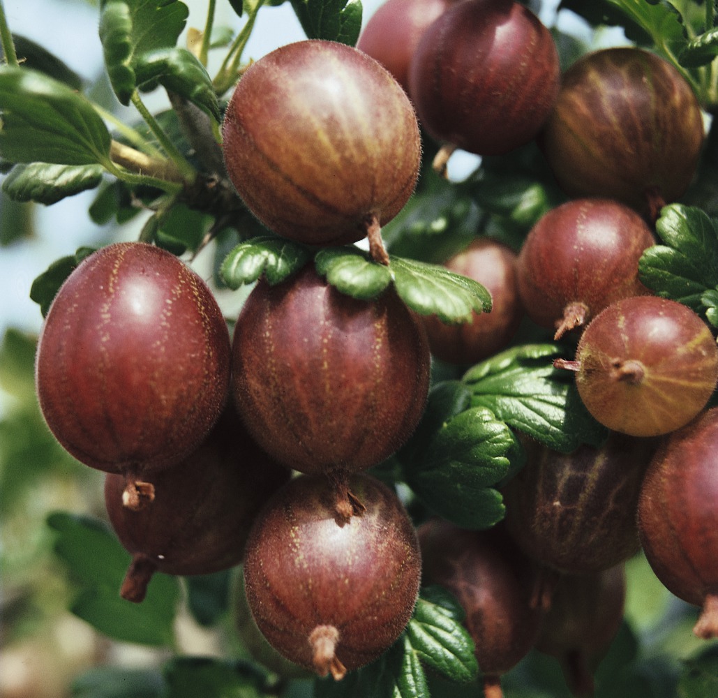 Foto: Stachelbeere rot