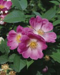 Foto: Rotblättrige Rose