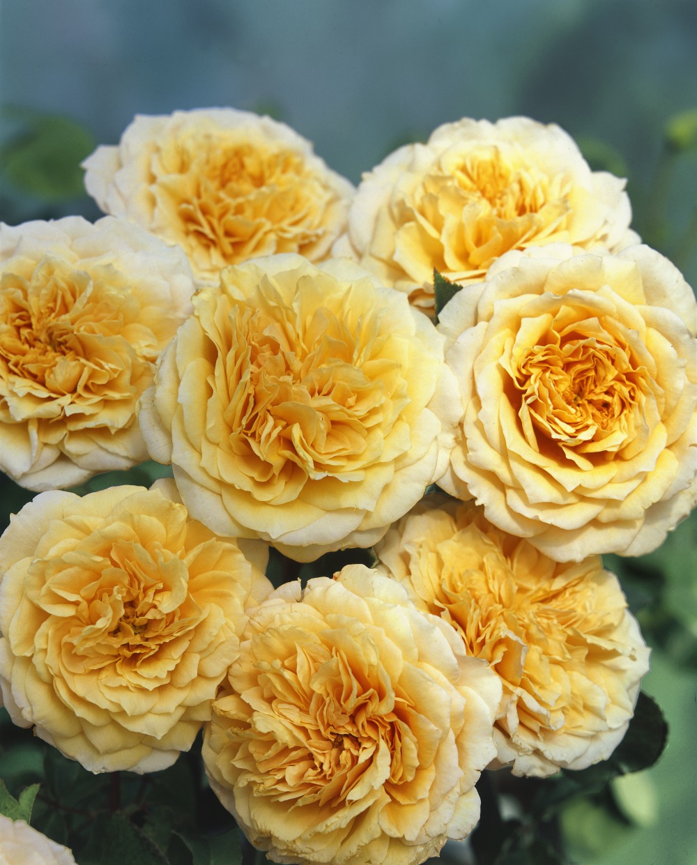 Foto: Crown Princess Margareta®