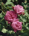 Foto: Hundertblütenblättrige Rose