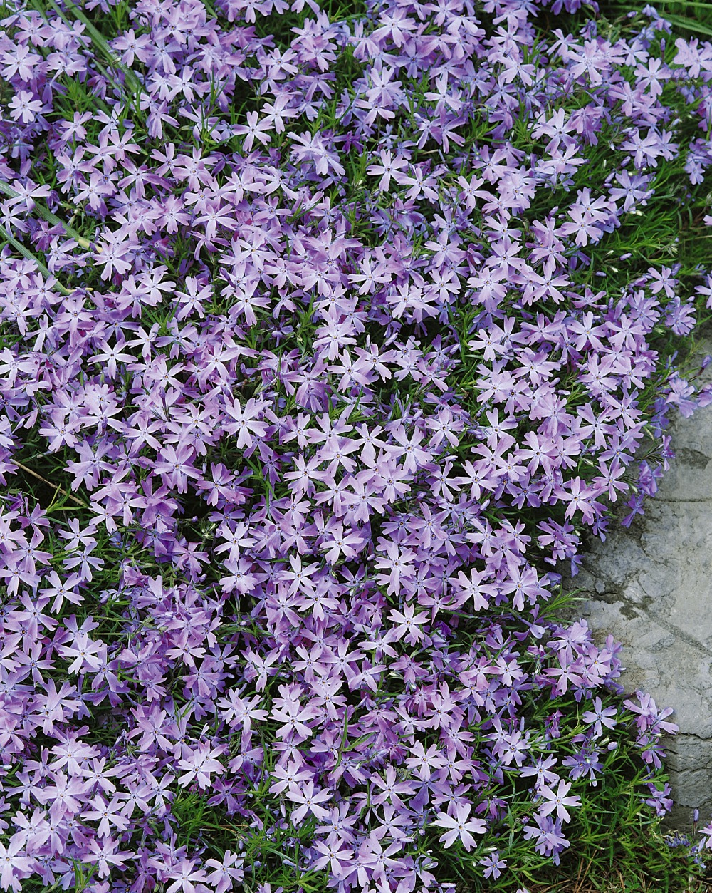 Foto: Polsterphlox