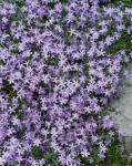 Foto: Polsterphlox