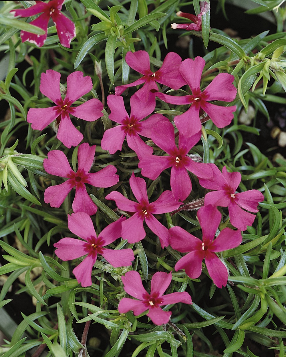 Foto: Polsterphlox