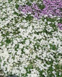 Foto: Polsterphlox