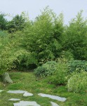 Foto: Mittelhoher Grünhalm-Bambus