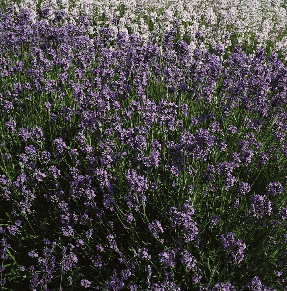 Foto: Lavendel